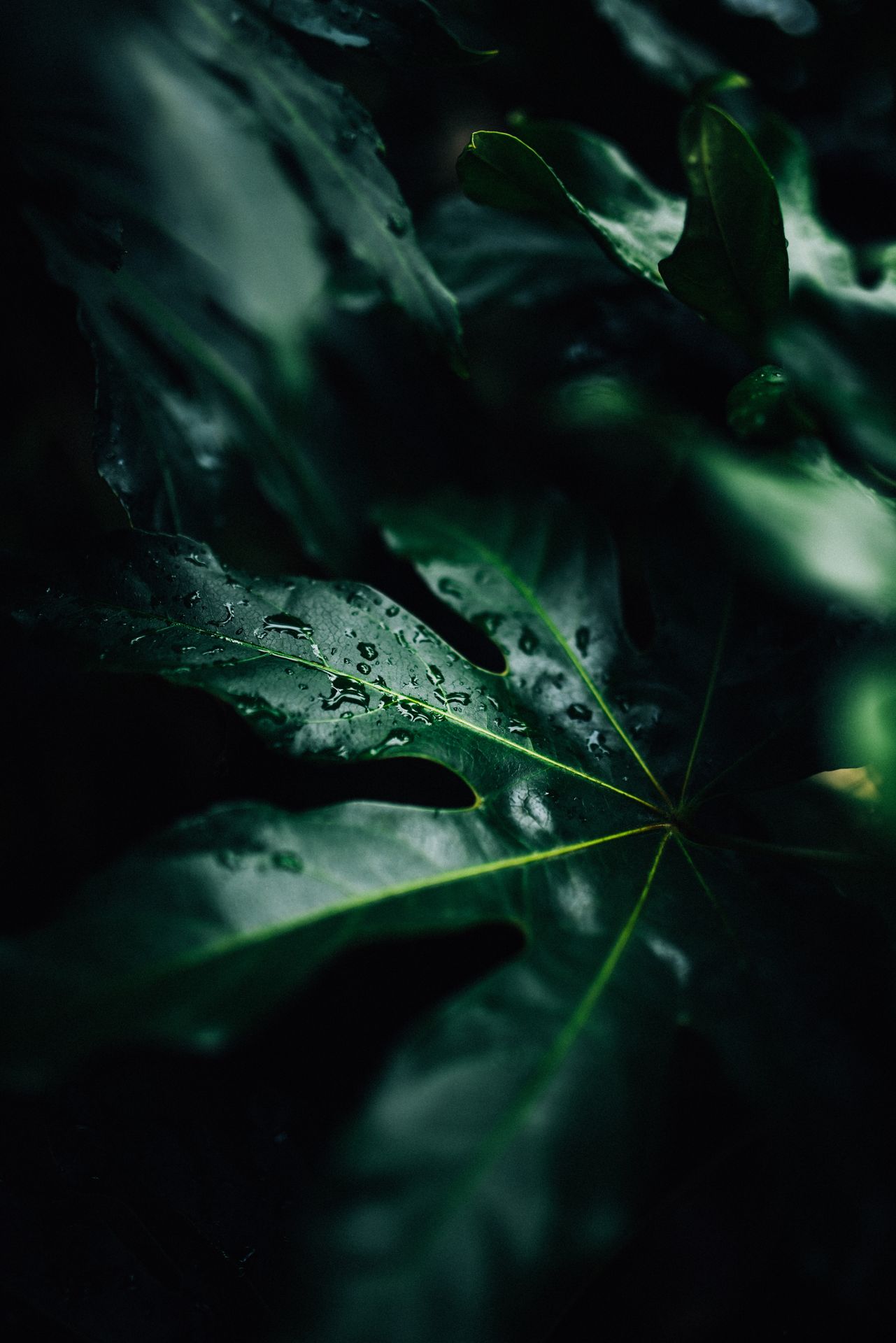 banner image